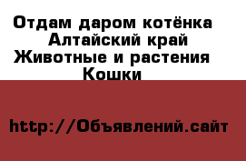 Отдам даром котёнка - Алтайский край Животные и растения » Кошки   
